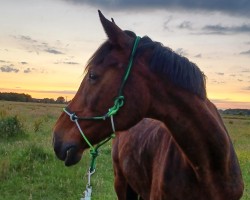 broodmare Charline 14 (Hanoverian, 1995, from Calypso II)