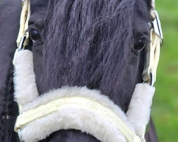 horse Leonora v. D. Breeweg (Shetland Pony, 2017, from Fantom van Stal van Aschberg)