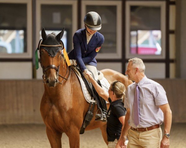 Dressurpferd Zicero (Deutsches Sportpferd, 2016, von Zansibar)