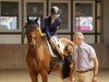 dressage horse Zicero (German Sport Horse, 2016, from Zansibar)