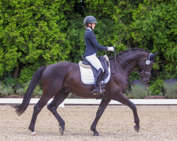 dressage horse Maximus K (Trakehner, 2019, from E.H. Millennium)