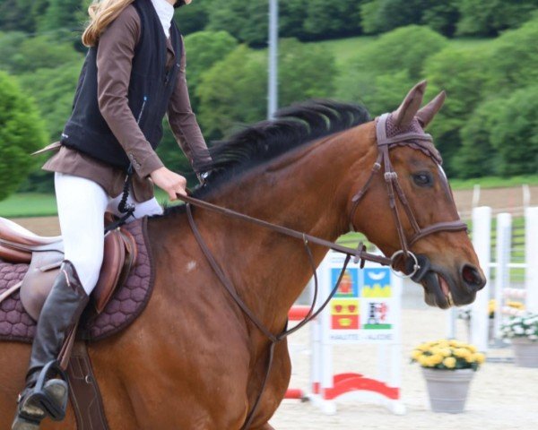 jumper Axine de Merac (Selle Français, 2010, from L'Arc de Triomphe)