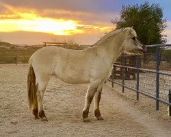 Pferd Bluebird Lane Phoebe (Fjordpferd, 2021, von Mogly)