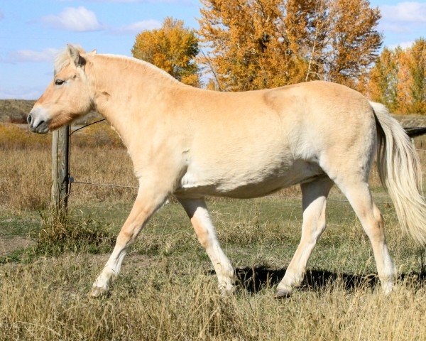 Pferd Sunnyside Smedsmo's Talene (Fjordpferd, 2021, von Smedsmo Gråen N-96-2695)