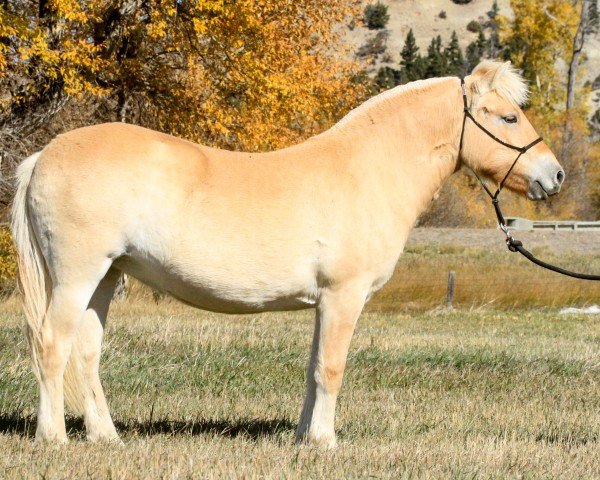 horse Sunnyside Smedsmo's Talene (Fjord Horse, 2021, from Smedsmo Gråen N-96-2695)