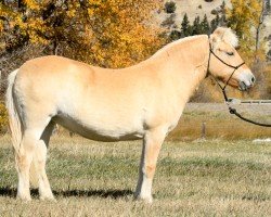 horse Sunnyside Smedsmo's Talene (Fjord Horse, 2021, from Smedsmo Gråen N-96-2695)