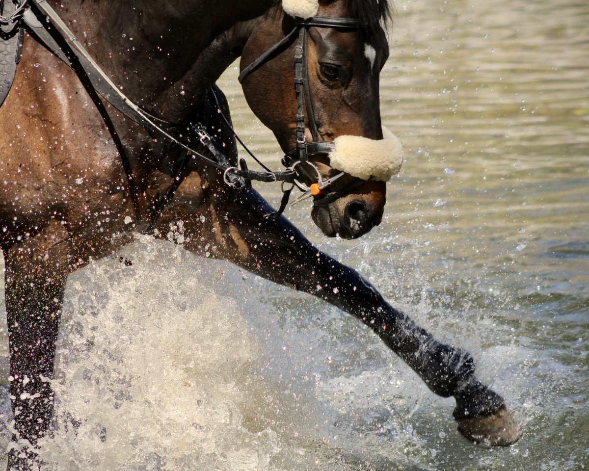 jumper Weidezauber (Swiss Warmblood, 2004, from Unbekannt SUI)