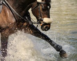 Springpferd Weidezauber (Schweizer Warmblut, 2004, von Unbekannt SUI)