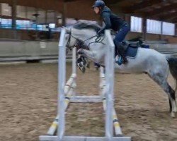 dressage horse Mr. Snowman 3 (Connemara Pony, 2018, from Glencarrig Joe)