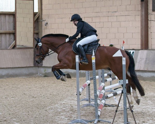 Dressurpferd Horeo (Freiberger, 2017)