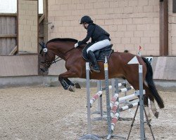 dressage horse Horeo (Freiberger, 2017)