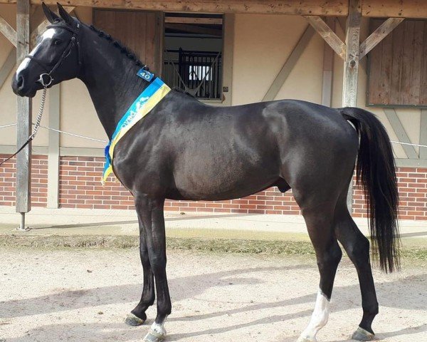 stallion CHOCOTOFF DG Z (Zangersheide riding horse, 2017, from Comilfo Plus Z)