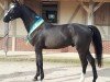 stallion CHOCOTOFF DG Z (Zangersheide riding horse, 2017, from Comilfo Plus Z)