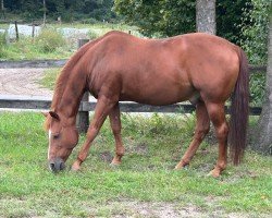 Pferd GFC Smart Oak Lena (Quarter Horse, 2005)