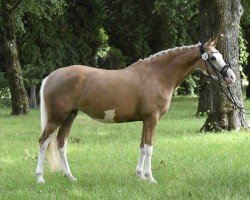 broodmare Gründleinshofs Camouflage (German Riding Pony, 2020, from Steendieks Carpaccio)