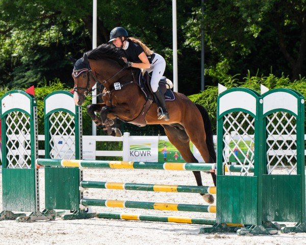 jumper Facetime L (Oldenburg show jumper, 2019, from Festival L)