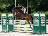 jumper Facetime L (Oldenburg show jumper, 2019, from Festival L)