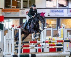 jumper Louiza Z (Hanoverian, 2006, from Langer Jan)