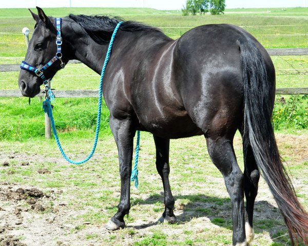 Zuchtstute Black Pars Sunshine (Quarter Horse, 2009, von Checkmate Black Par)