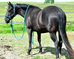 broodmare Black Pars Sunshine (Quarter Horse, 2009, from Checkmate Black Par)