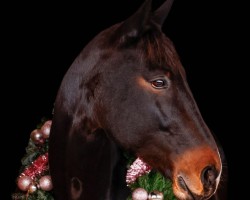 dressage horse Idemuy (Rhinelander, 2016, from Kiefferhof's Imperius)