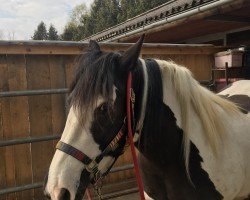 Pferd Amica vom Götzenstein (Tinker / Irish Cob / Gypsy Vanner, 2010, von Aragon vom Götzenstein)