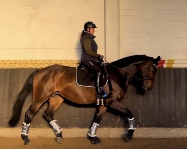 broodmare Zuckerpuppe BJ (KWPN (Royal Dutch Sporthorse), 2009, from Zizi Top)