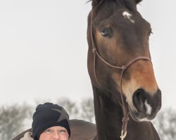 dressage horse Domiro Gold (Oldenburg, 2017, from De Niro Gold 3)