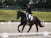 dressage horse Sunshine 568 (Württemberger, 2007, from Sir Alfred)