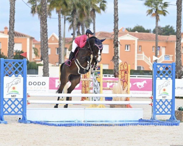 jumper Orinoco Flow 111 Z (Zangersheide riding horse, 2018, from Oscar Cg)