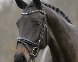 dressage horse Dancing Queen (Oldenburg, 2020, from For Dance)