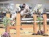 jumper Masterpiece F (KWPN (Royal Dutch Sporthorse), 2017, from VDL Harley)