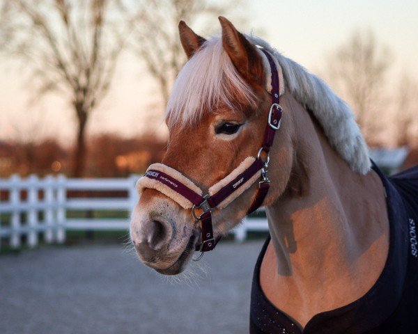 Zuchtstute Hegerin (Haflinger, 2019, von Wirbelsturm-P)