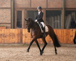 dressage horse Constantin RH (Rhinelander, 2013, from Conteur)