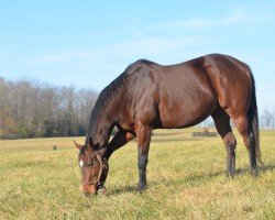 broodmare Terra Promessa xx (Thoroughbred, 2013, from Curlin xx)