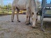 dressage horse Dancing Sunlight J (German Riding Pony, 2016, from Dating AT NRW)