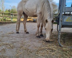 Dressurpferd Dancing Sunlight J (Deutsches Reitpony, 2016, von Dating AT NRW)