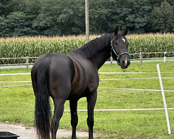 dressage horse Solero TH (Westphalian, 2022, from Salitos)