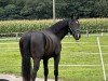 dressage horse Solero TH (Westphalian, 2022, from Salitos)