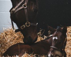 foal by Hengst von Justify xx (Thoroughbred, 2025, from Justify xx)