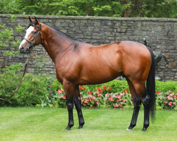 stallion Tiz The Law xx (Thoroughbred, 2017, from Constitution xx)