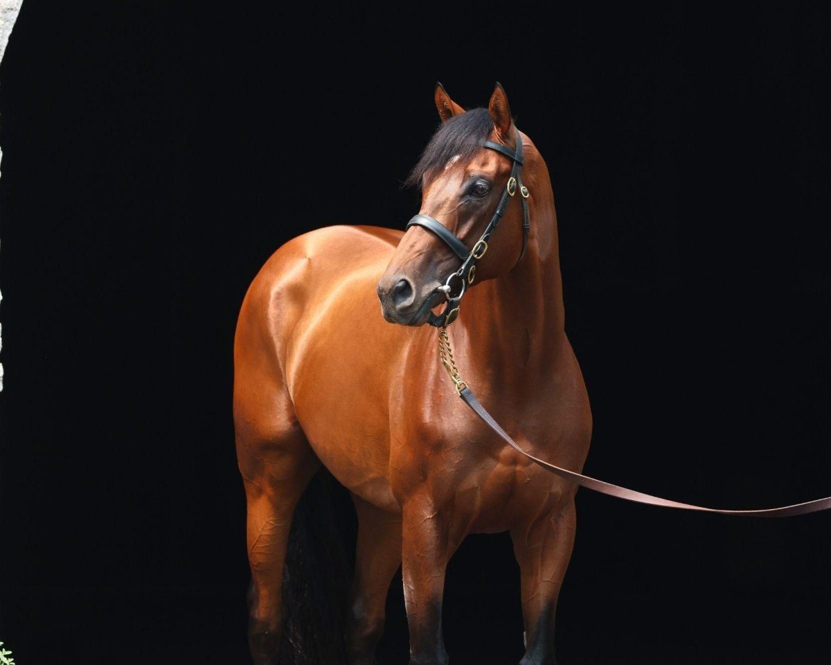 horse Epicenter xx (Thoroughbred, 2019, from Not This Time xx)