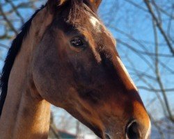 Springpferd Ulli Gl (Holsteiner, 2018, von Uriko)