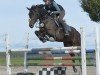 jumper Susi Sonnenschein S (German Sport Horse, 2020, from Stakkato)