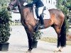 dressage horse San Domino Mio (Oldenburg, 2020, from Santo Domingo)