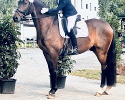 dressage horse San Domino Mio (Oldenburg, 2020, from Santo Domingo)