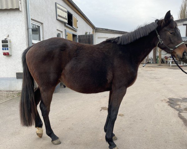 horse Seraphina (Russian Trakehner, 2022, from Quintar)