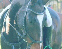 dressage horse Del Rio 7 (Hanoverian, 2004, from Del Piero)