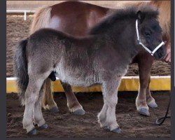 horse Sir George (Shetland pony (under 87 cm), 2022, from Halstock Silver Birch)