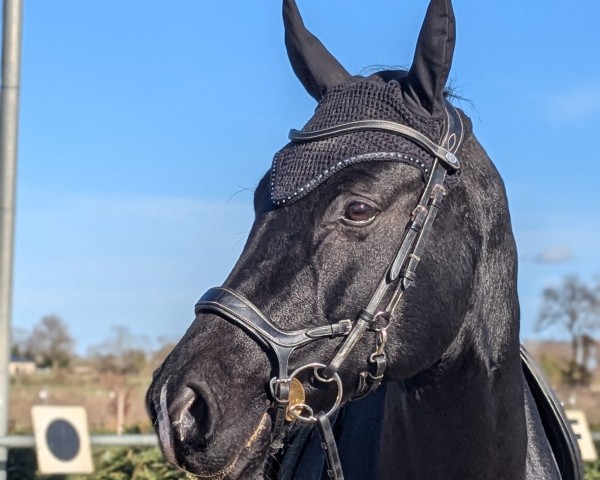 dressage horse Feiner Karl (Oldenburg, 2018, from For Final)